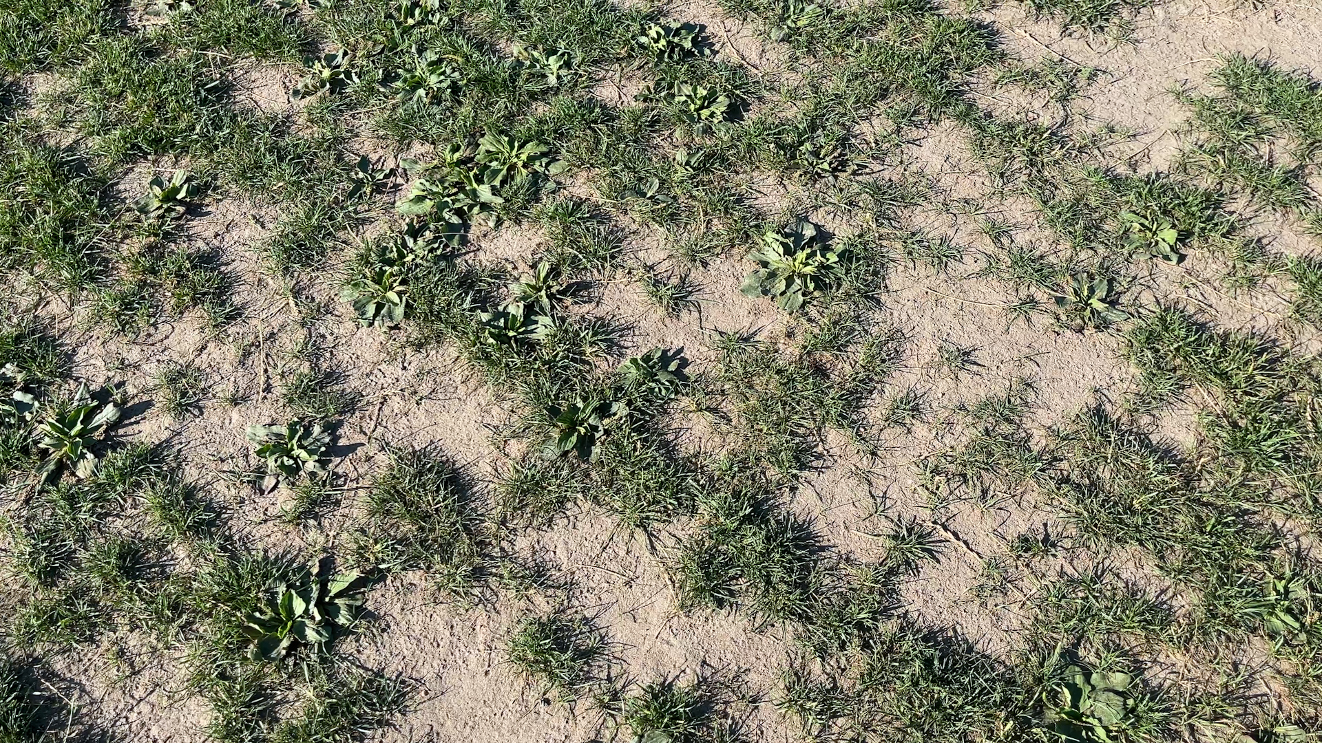 20260729_VFCknollenveld.00_01_00_09.Still004.jpg