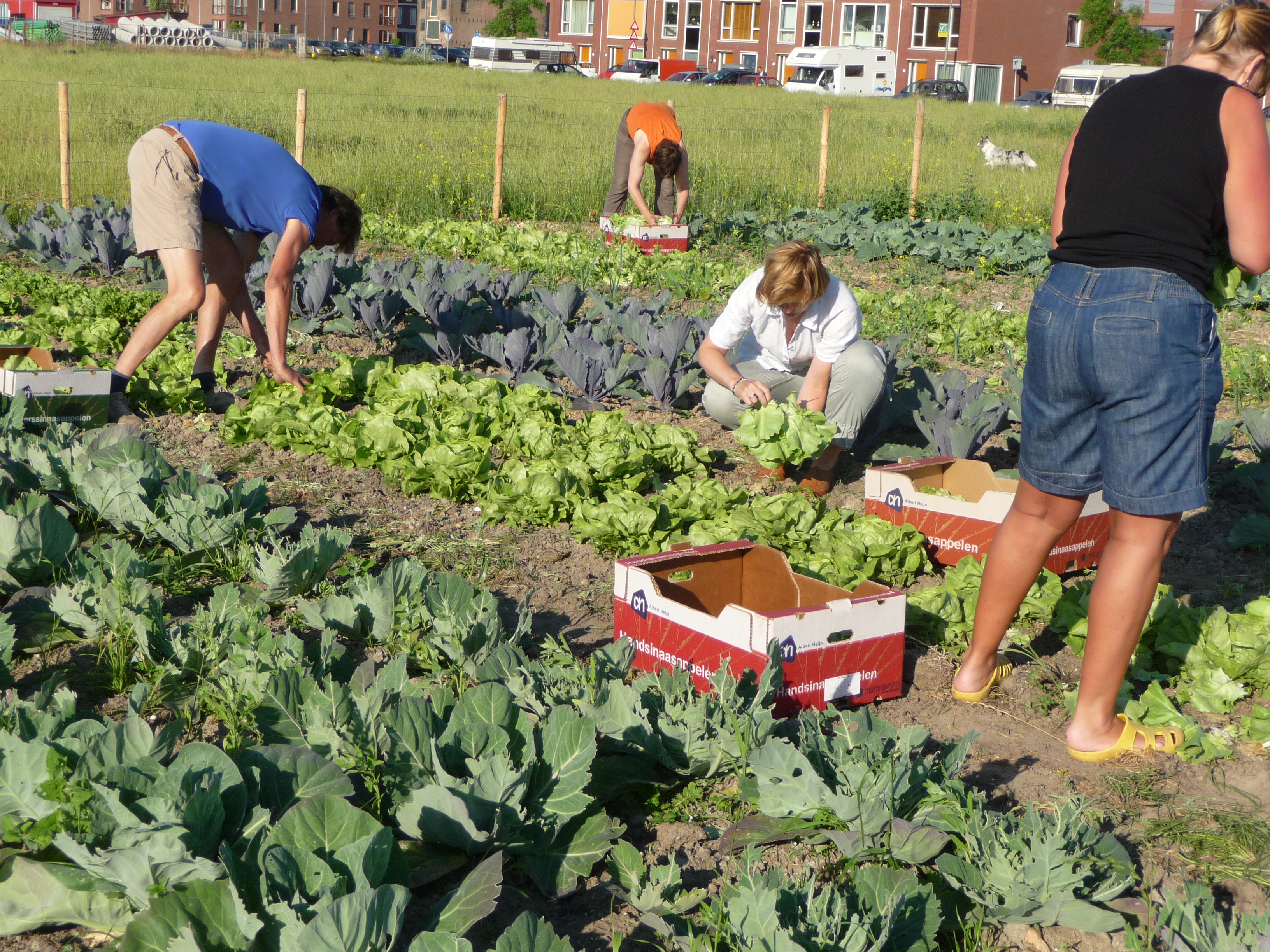 8_oogsten_voor_de_voedselbank_juli_13.JPG