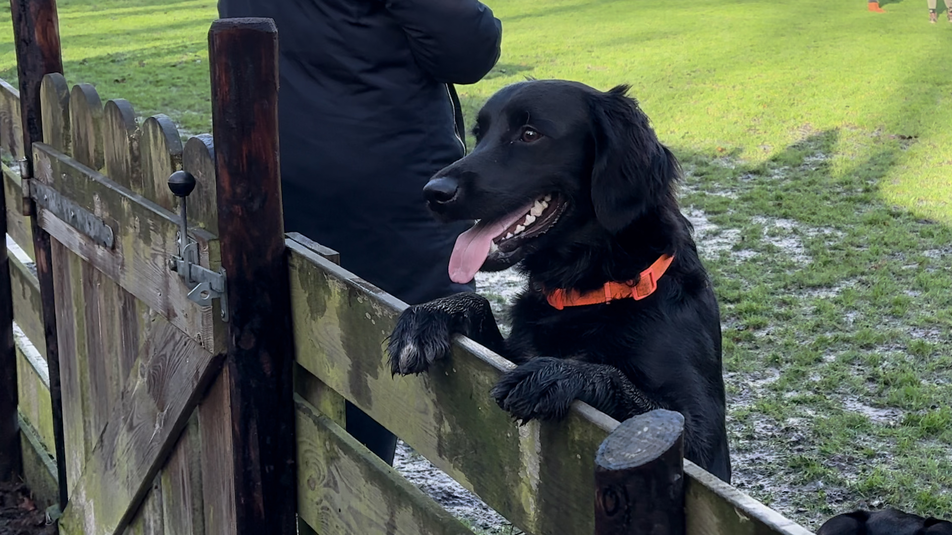 HondenspeeltuinHond.jpg