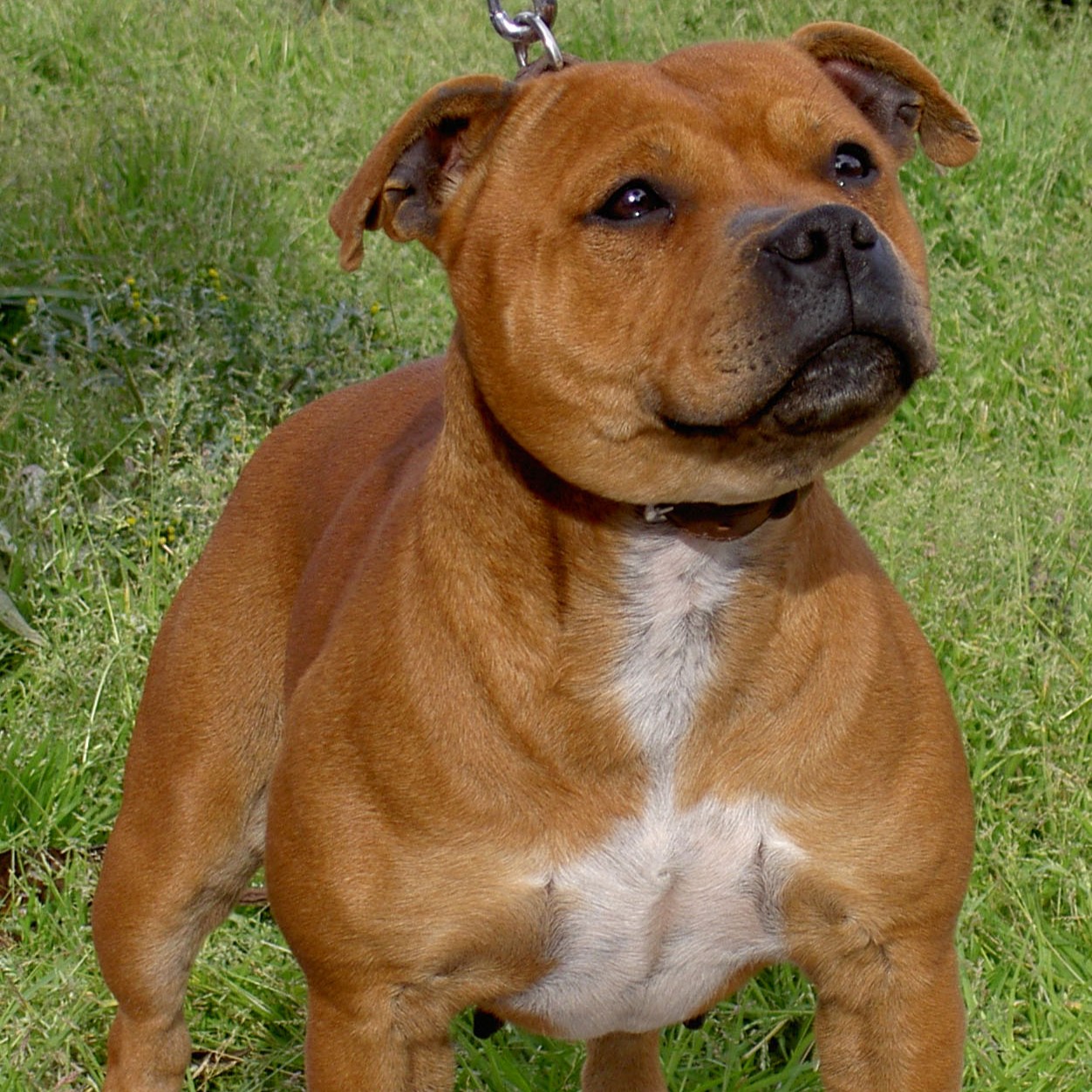 Staffie.jpg