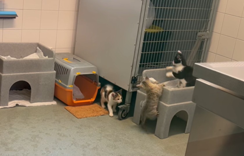 Vriendjekittens.jpg