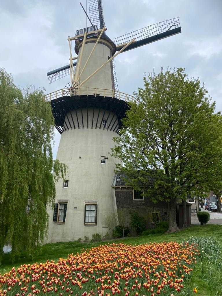 tulpen bij molen de drie Koorenbloemenjpg