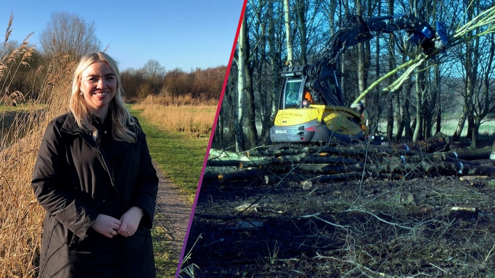 3.550 bomen gekapt voor sanering Broekpolder: ‘Komen er 40.000 terug’