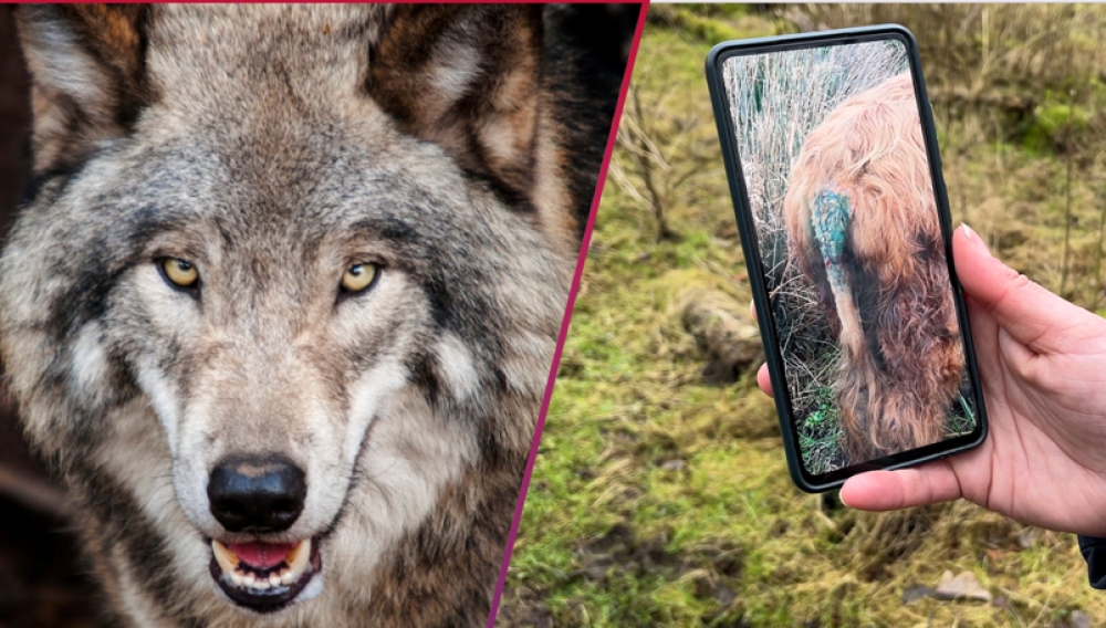 Was het écht geen wolf die de hooglanders aanviel? 'Wolf kan hier in drie dagen zijn'