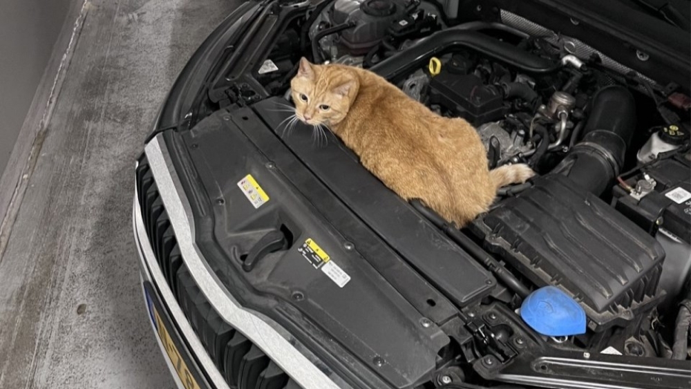 Kat Chica uit Schiedam op een auto