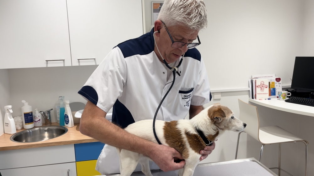 Dierenartsentekort dwingt tot maatregelen: ‘Het is zorgwekkend’