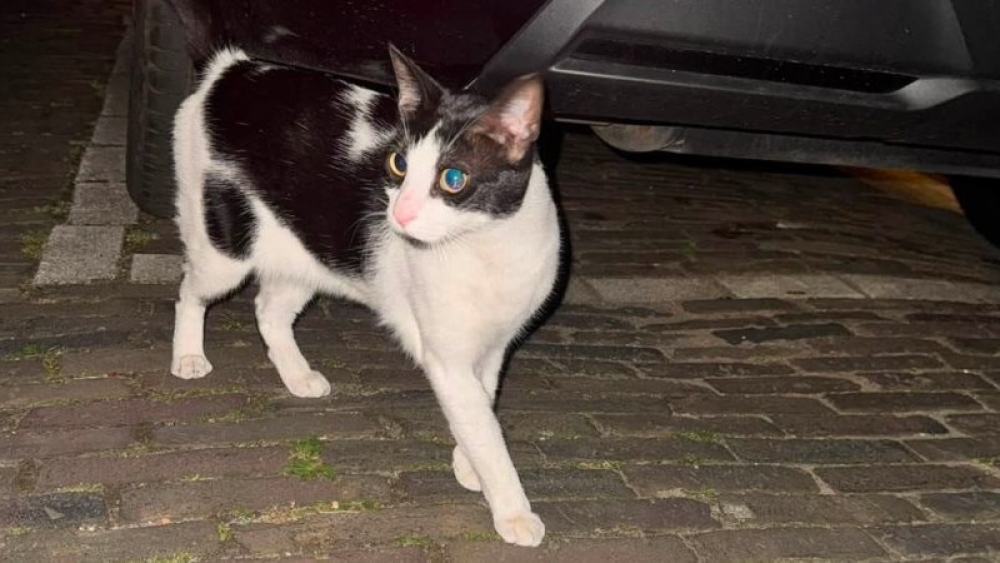 'Miauw' onder de motorkap: Leidse poes Ollie reist per ongeluk mee naar Vlaardingen