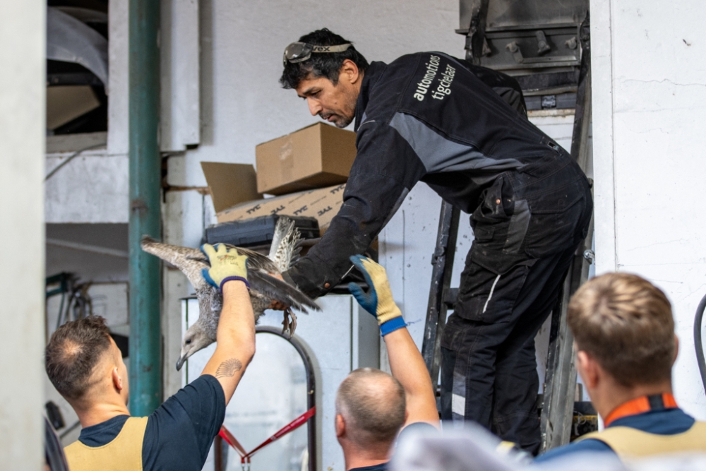 Vlaardingse afzuiginstallatie slokt vier meeuwen op, een dier gered