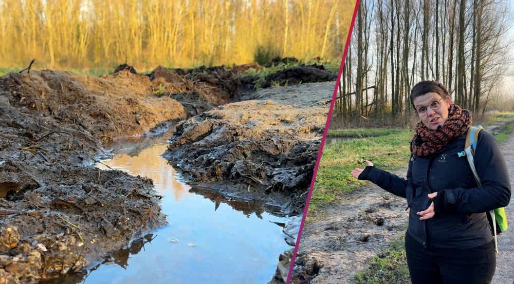 Onbekende gleufgraver brengt Schiedamse paarden in levensgevaar