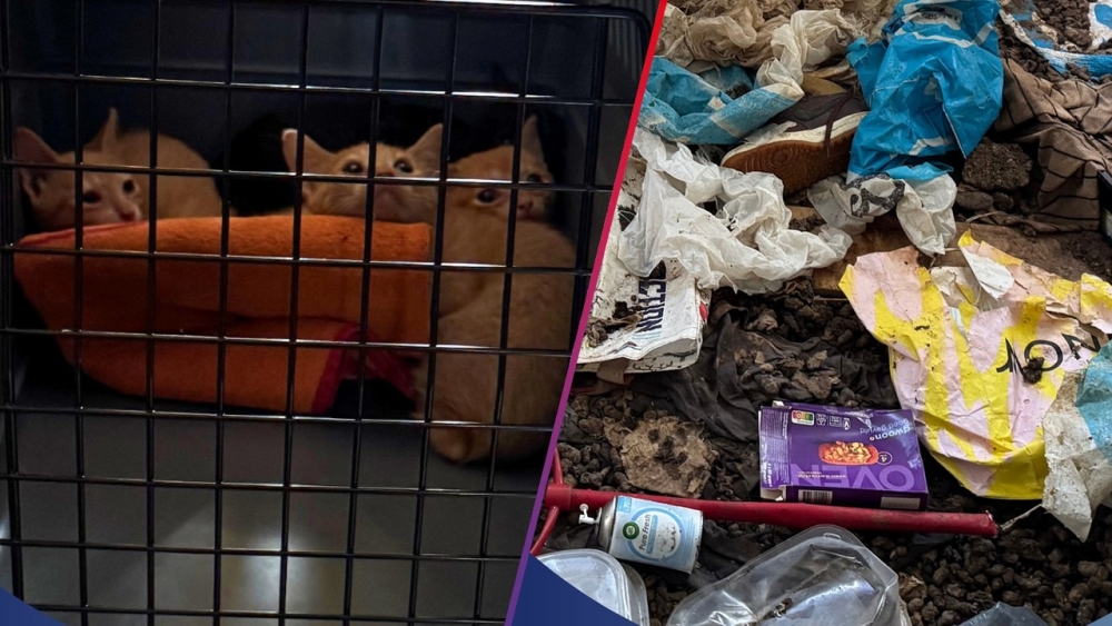 Tien katten gered uit Vlaardingse woning vol afval en uitwerpselen