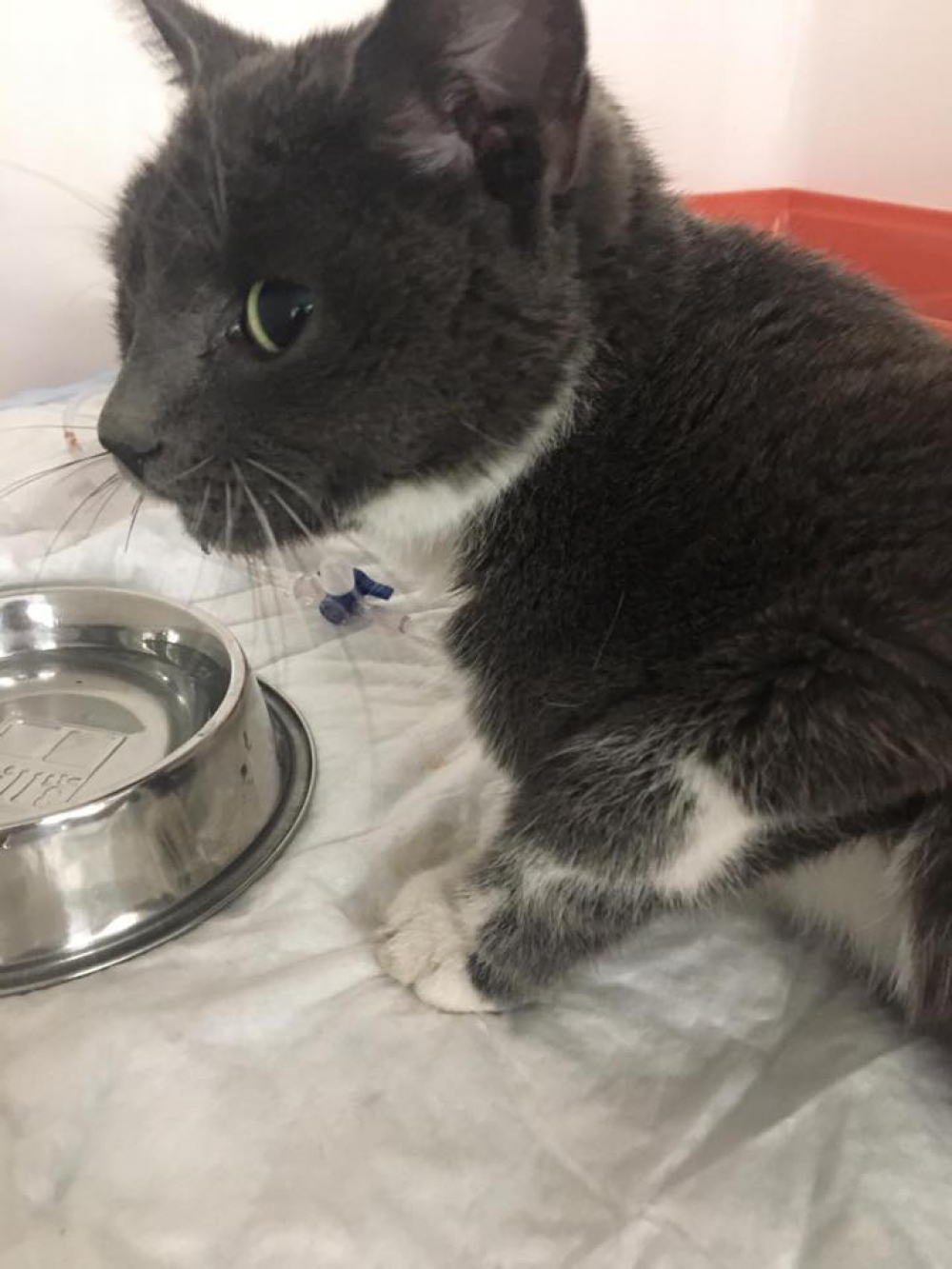 Aangereden poes na twee dagen uit de bosjes gehaald