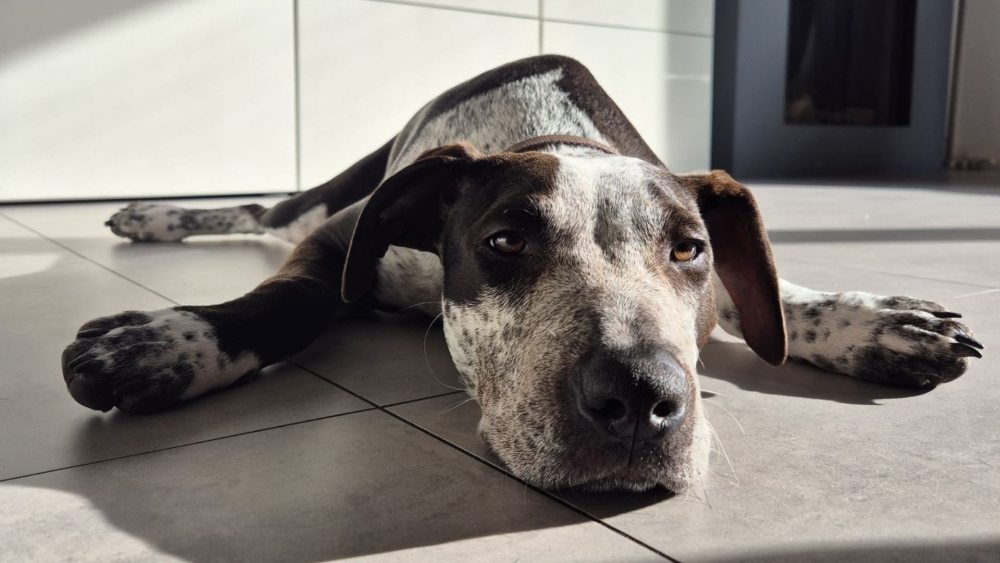 Honden stoned na het eten van menselijke uitwerpselen in Schiedam-West