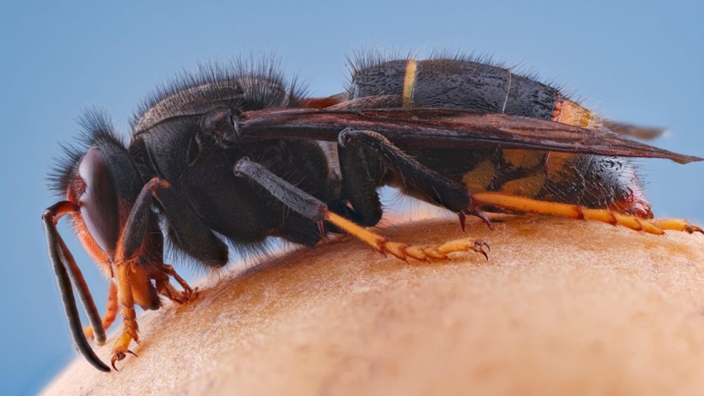 Zes nesten van Aziatische hoornaars verwijderd, maar geen structurele financiering