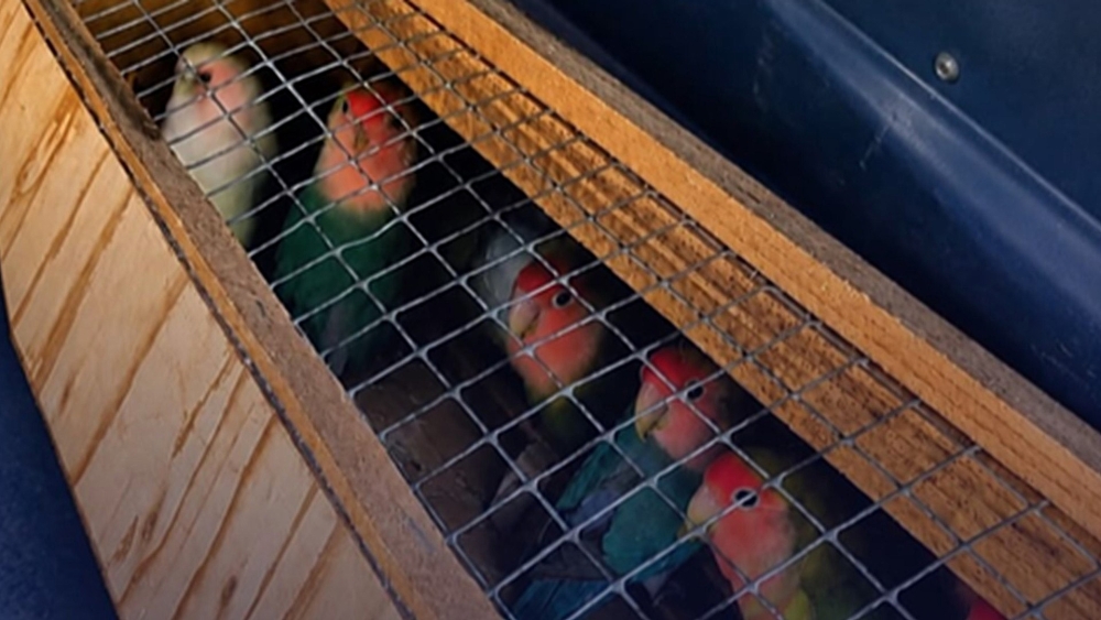 Een aantal van de aangetroffen vogels in een kooi