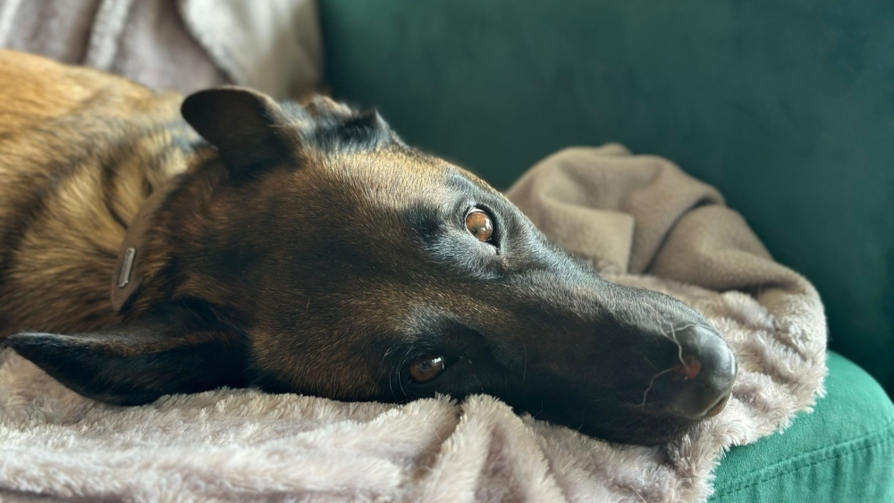 Bijna 15.000 euro opgehaald voor verwaarloosde hond Julia, die nu herstelt bij gastgezin