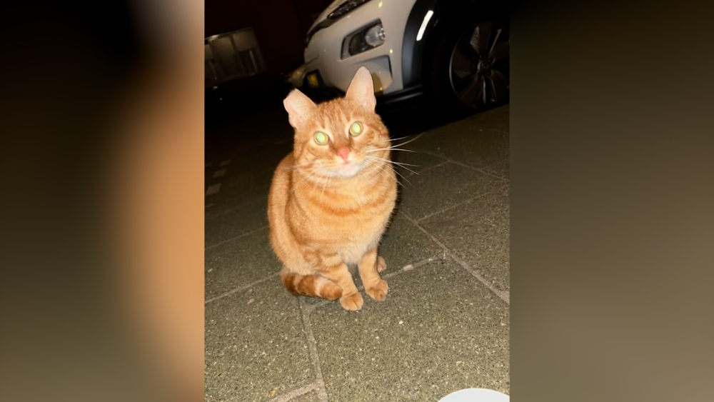 Oranje kater Victor veilig na maanden zwerven in Schiedam