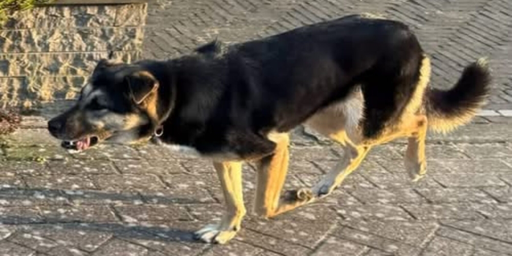 De herder Asti