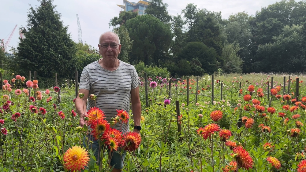 Schiedamse Dahliavereniging zet bloemetjes buiten voor 50-jarig jubileum