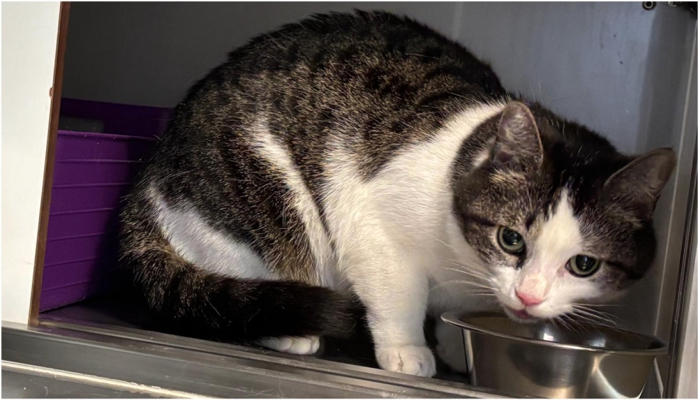 Poes in roze reistas gedumpt in Schiedamse speeltuin: 'Waarom deze keuze gemaakt?'