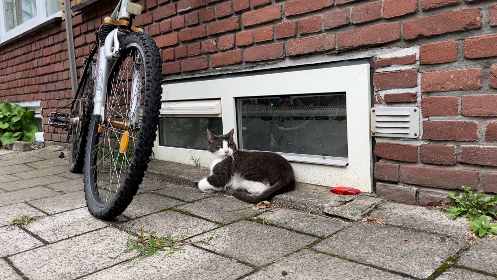 Buurtbewoners geschrokken over verwonden van katten met heet water: 'Kattenhater'