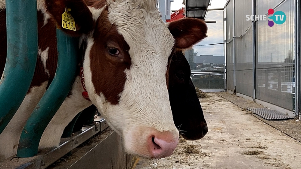 Floating Farm: 'Koeien hebben geen last van de kou, ook al is het -30'