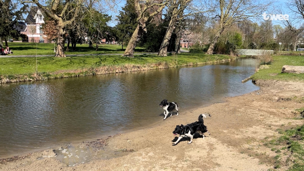 Hek om hondenveld in 't Hof? ‘Zolang mijn hond maar kan zwemmen’