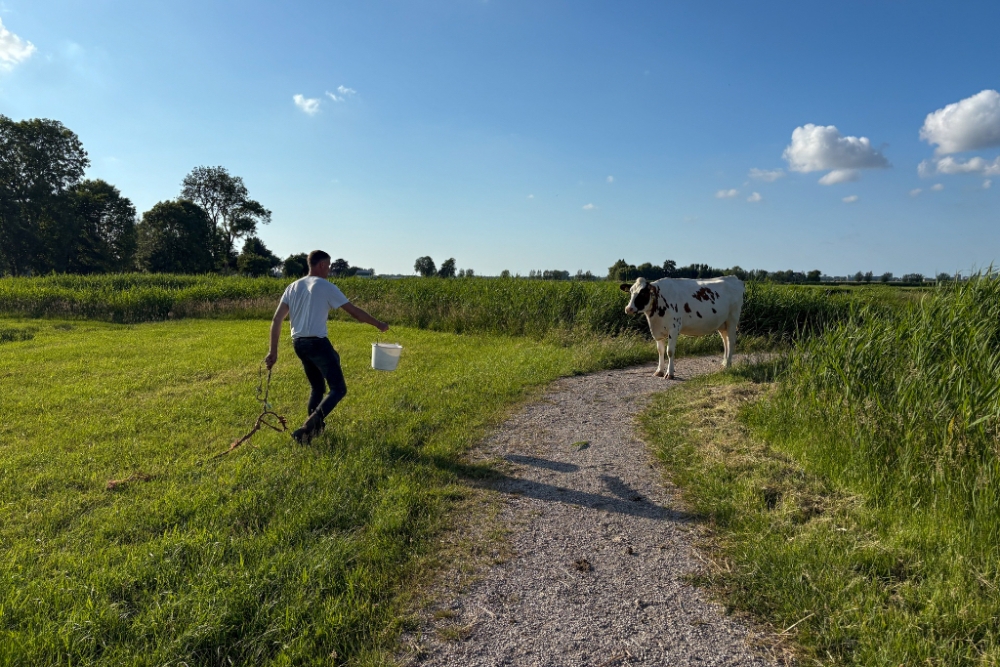 Boer lokt ontsnapte koeien met emmer voer terug de wei in