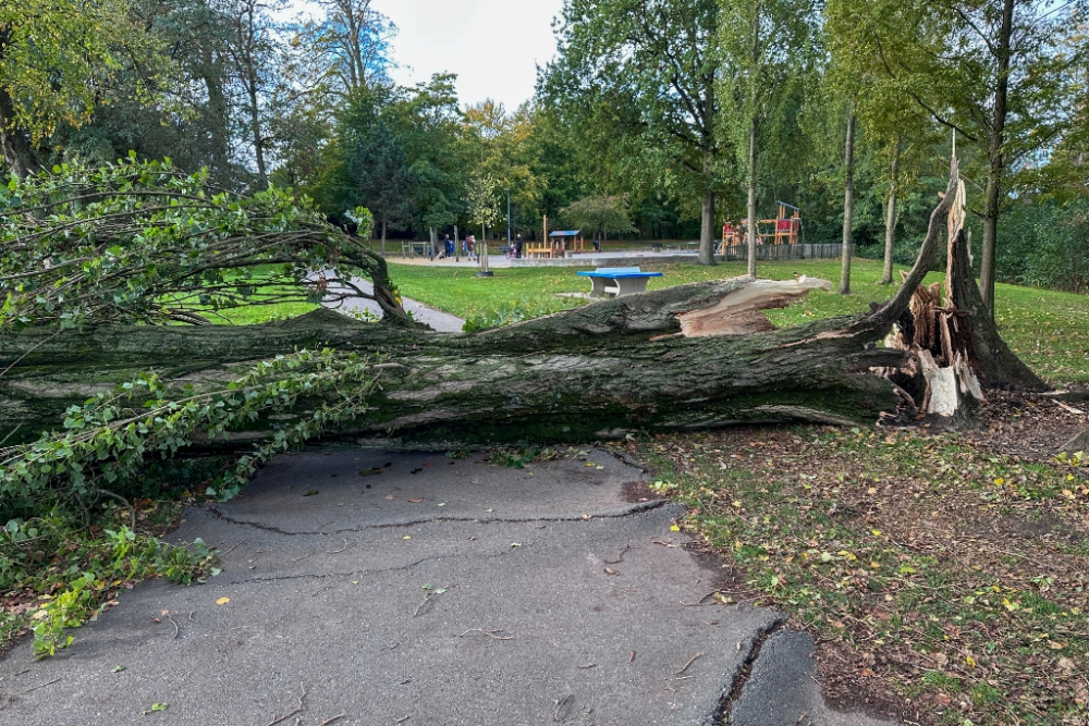 Gigantische boom waait om naast speeltuin in Oranjepark