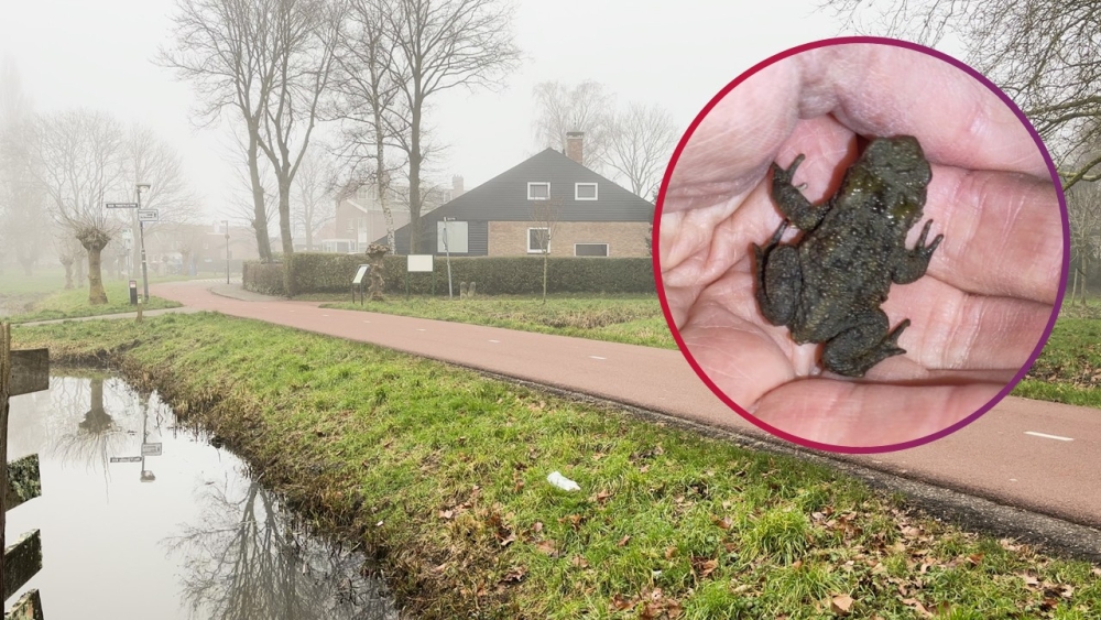 Rijd de pad niet plat: paddentrek gestart in Schiedam en Vlaardingen