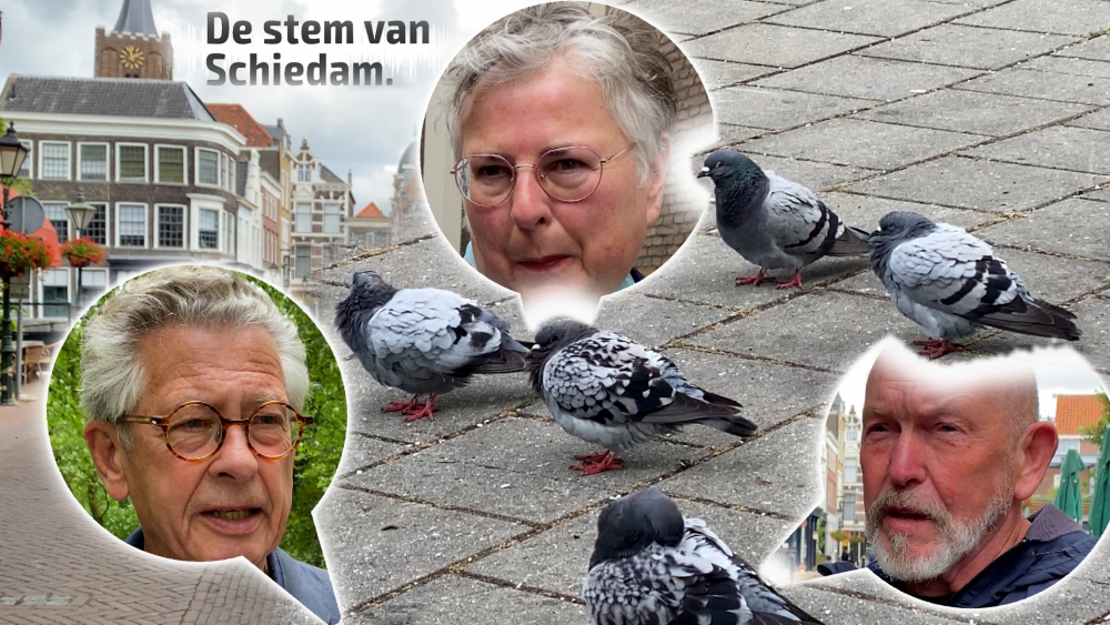 Schiedammers over het voederen van eenden, vogels en ganzen: "Een verbod vind ik wel erg ver gaan”