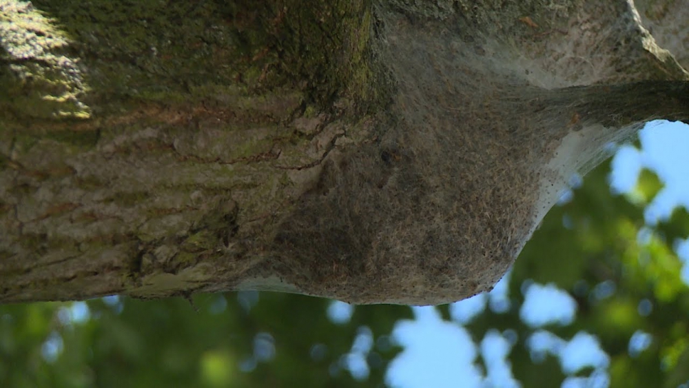 Komt er een einde aan de eikenprocessierupsoverlast? 'De natuur raakt weer in balans'