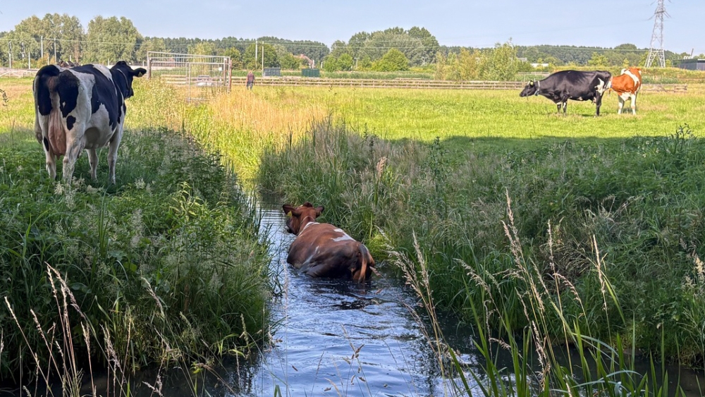Koe springt in sloot, boer trekt haar er weer uit