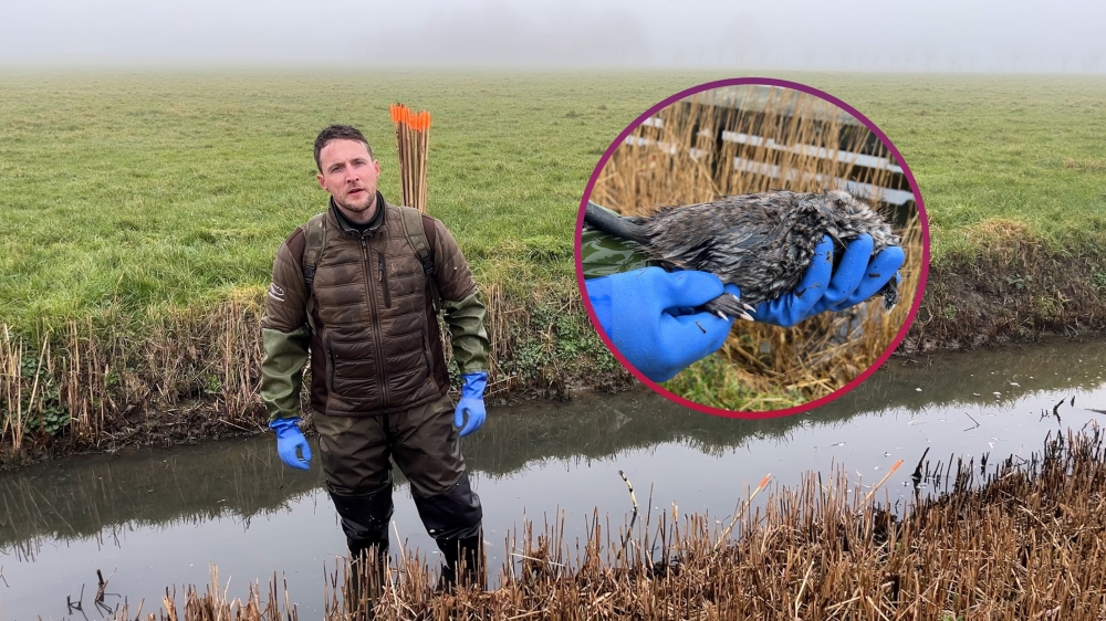 Beheerder Marcus vangt meerdere ratten per dag om dijkdoorbraak te voorkomen