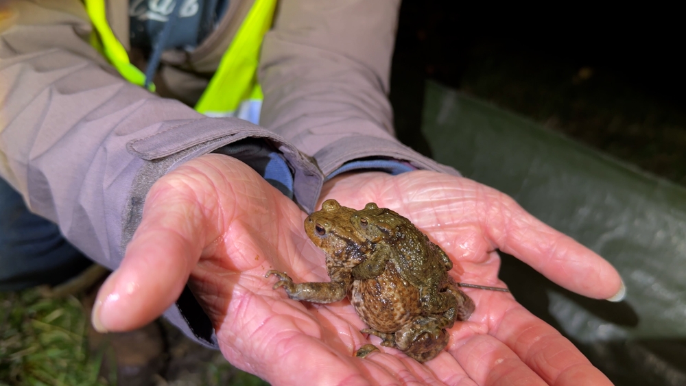 Honderden dieren gered bij paddentrek, veel minder salamanders aangetroffen