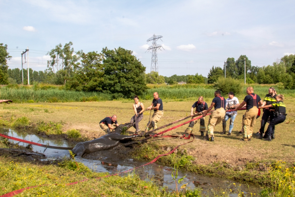 Paard uit de sloot te halen blijkt flinke klus voor de brandweer