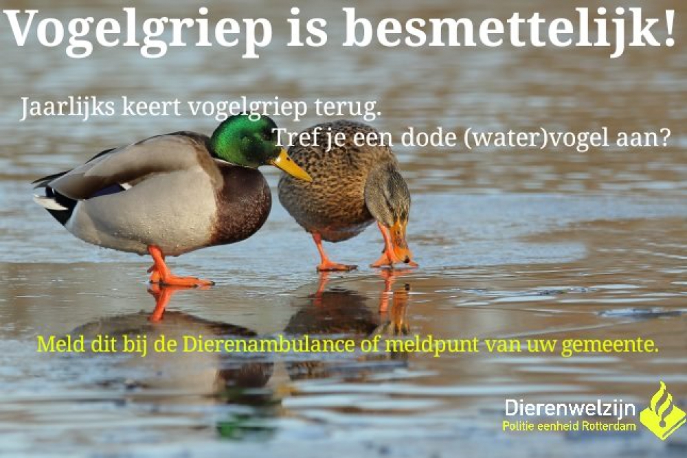 Waarschuwing: 'raak, vanwege de vogelgriep, dode vogels niet aan'