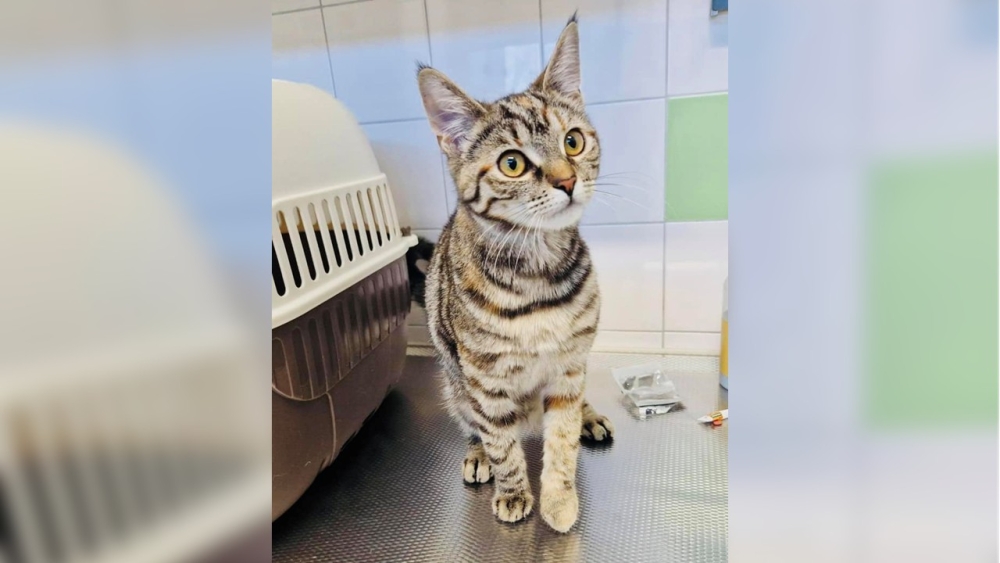 Vlaardinger vindt poes bij Duitse grens met gebroken pootje