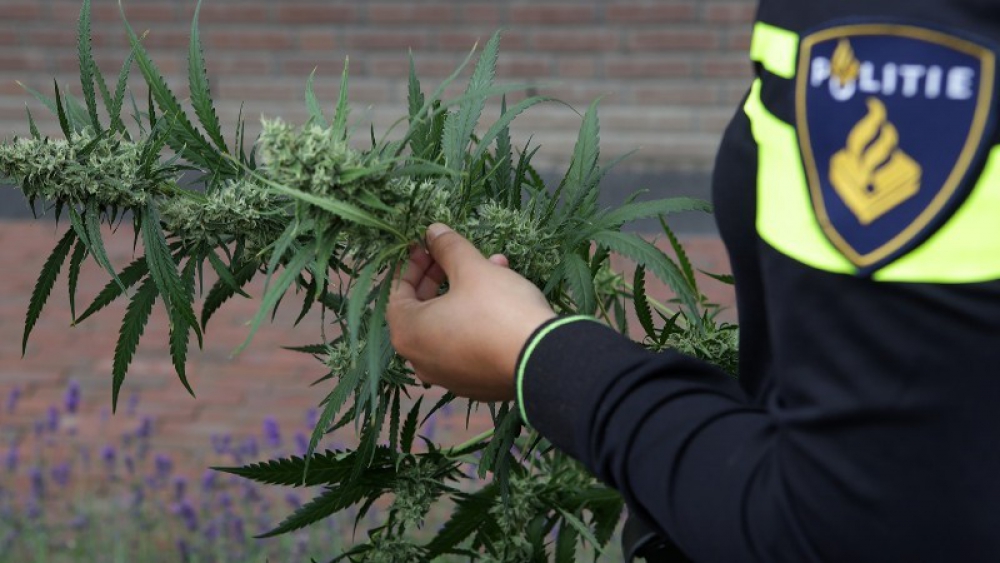 Schiedammer (62) aangehouden in pand 'vol met hennep en tabak'