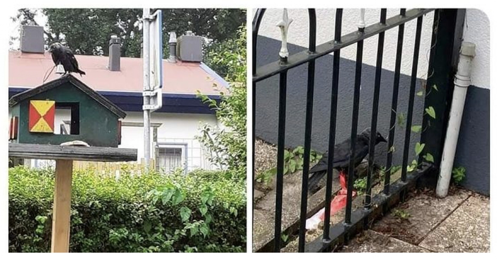 'Wie doet zoiets', dierenmishandeling rond Witte Dorp