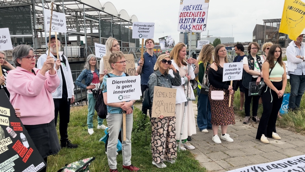 Protest tegen drijvende koeienstal op Wereldmelkdag: ‘Is geen duurzame oplossing’