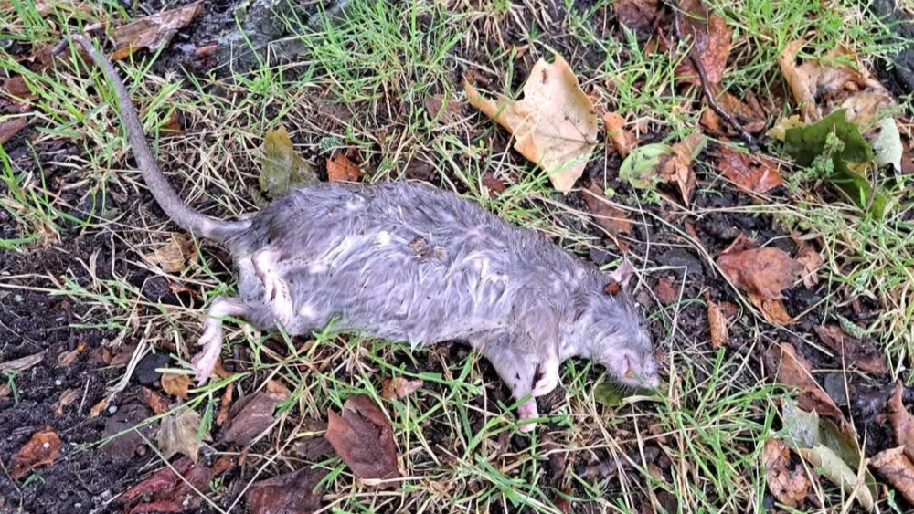 Rattenplaag in De Gorzen: bewoners eisen oplossing na tientallen ratten in huis