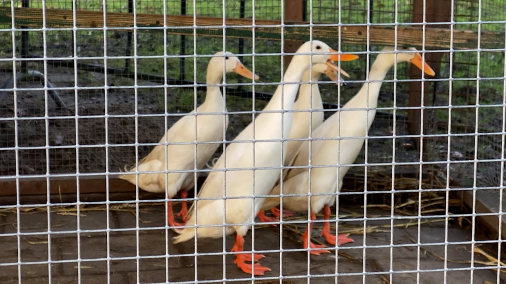 Kinderboerderij 't Hoefblad per direct gesloten vanwege oprukkende vogelgriep: 'Liever zo dan dat we moeten ruimen'