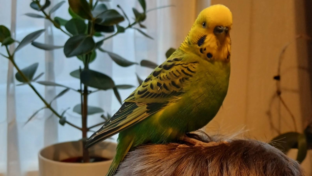 Elisabeth uit Schiedam redt parkiet uit bek van kat en zoekt eigenaar