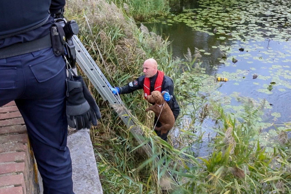 Hulpdiensten redden op Dierendag hond uit het water langs de Schiedamsedijk