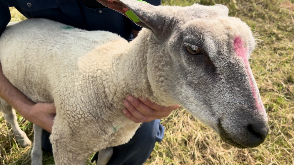 Schiedamse schapen ernstig ziek door blauwtongvirus: 'Behandelen is lastig'