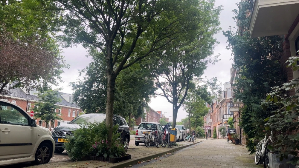 De bomen aan de Liduinastraat in de zomer van 2024