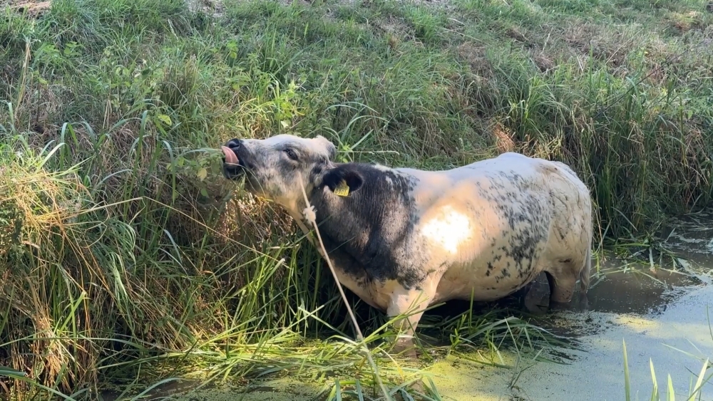 Koe neemt op warme dag een frisse duik in Schiedamse sloot