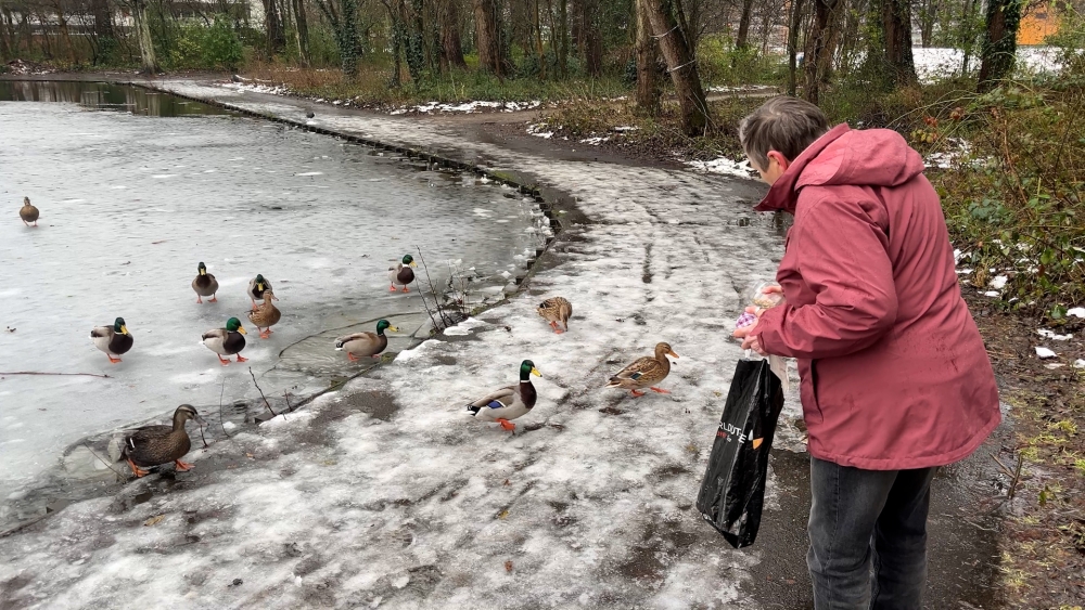 Winterweer maakt overleven moeilijk voor de vogels: ‘Ze sterven aan hongerdood’