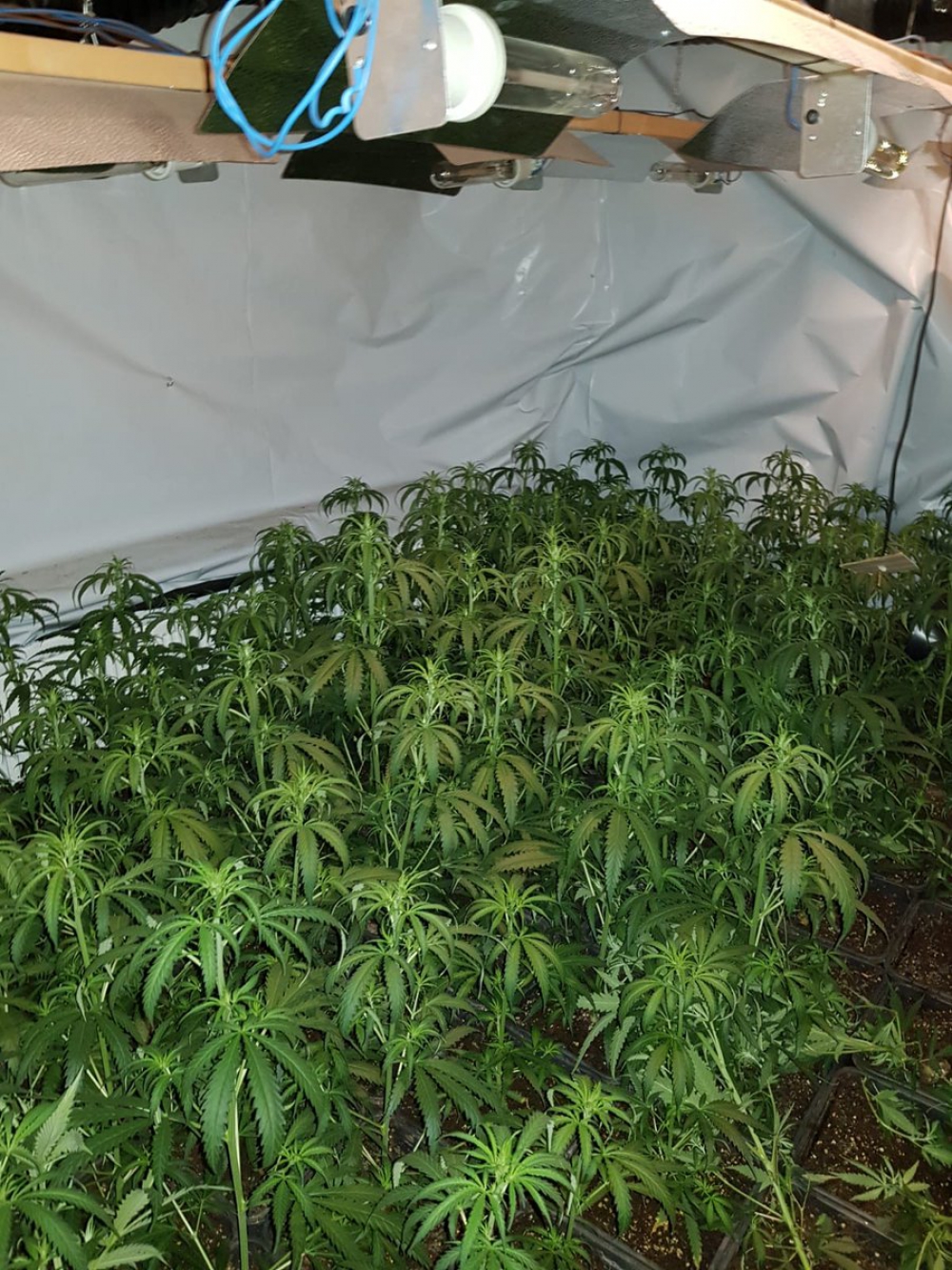 Zo'n 550 planten in hennepkwekerij Schiedam