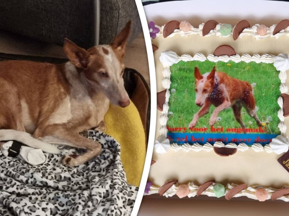 Schiedamse hond Senna rent landingsbaan op: 'Eerst in shock, nu lachen we erom'